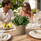 Artificial Faux Basil Herb Plant Stone Pot | Kitchen UK