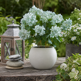 Artificial Faux Green Hellebore Plant Taupe Pot UK