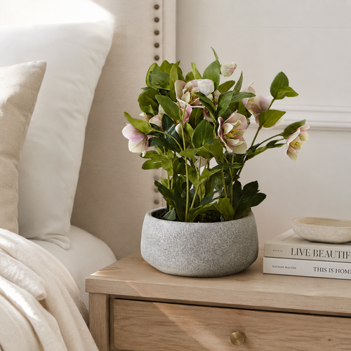 Artificial Faux Variegated Pink Hellebore Grey Pot UK