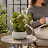 Artificial Faux Variegated Pink Hellebore Grey Pot UK