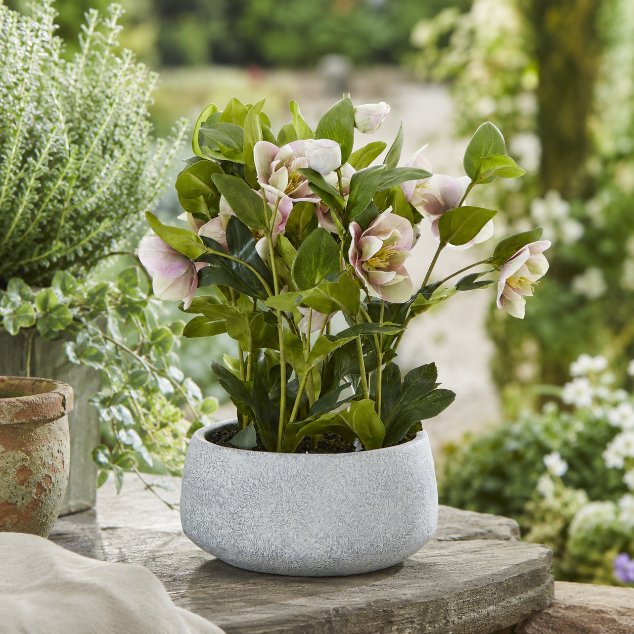 Artificial Faux Variegated Pink Hellebore Grey Pot UK
